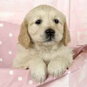 Valentine Prints: Dog. Golden Retriever puppy (6 weeks) sitting in pink box