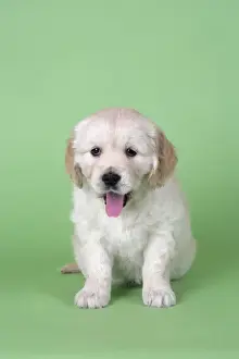 Dog. Golden Retriever puppy (6 weeks) sitting down sticking tongue out
