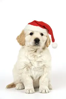 Dog. Golden Retriever puppy (6 weeks) sitting down wearing Christmas hat. Digiial Manipulation: Christmas hat, lifted eyes