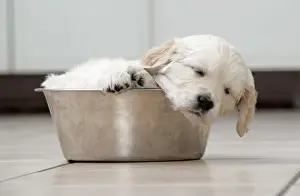 Dog. Golden Retriever puppy (6 weeks) sleeping in dog bowl