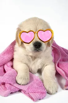 DOG - Golden Retriever puppy 7 weeks old - lying down - with towel draped over back and wearing DOG - Golden Retriever puppy 7 weeks old - lying down - with towel draped over back and wearing