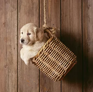 Golden Retrievers Gallery: Dog - Golden Retriever - puppy in basket