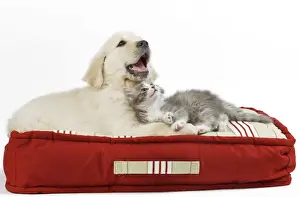 Beds Prints: Dog - Golden Retriever puppy on bed with kitten