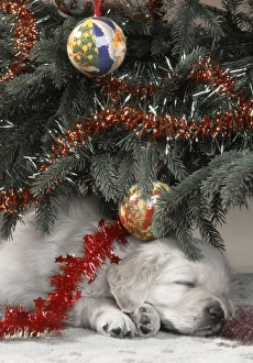Golden Retriever Dog - amongst presents