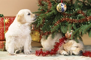 Golden Retriever Dog - amongst presents