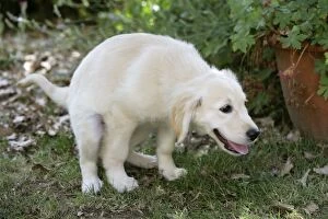 Dog - Golden Retriever puppy - defecating