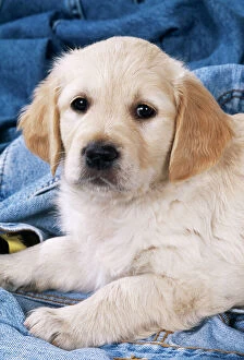 DOG - Golden Retriever puppy on denim jeans