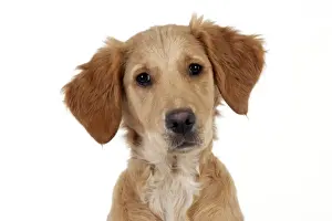 Juveniles Prints: DOG - Golden retriever puppy (head shot) (13 weeks)