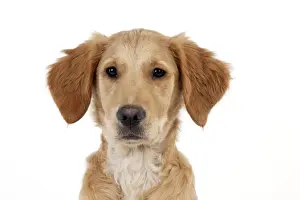 Juvenile Prints: DOG - Golden retriever puppy (head shot) (13 weeks)
