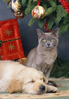 CAT - grey kitten amongst presents