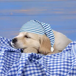 Striped Prints: DOG - Golden Retriever Puppy lying down on blue gingham wearing a nightcap