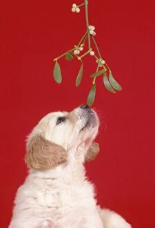 DOG - Golden Retriever puppy under Mistletoe