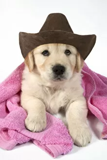 Images Dated 24th March 2021: DOG - Golden Retriever puppy with pink towel draped over back wearing a cowboy hat Date: 04-02-2021