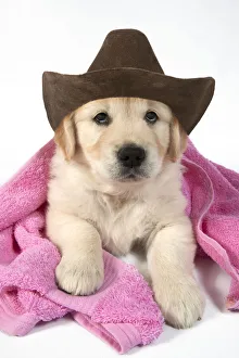 DOG - Golden Retriever puppy with pink towel draped over back wearing a cowboy hat Date: 04-02-2021 DOG - Golden Retriever puppy with pink towel draped over back wearing a cowboy hat Date: 04-02-2021