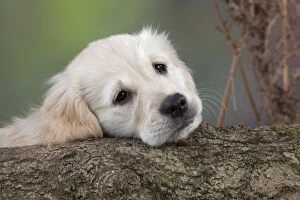 Images Dated 10th March 2011: Dog - Golden Retriever - puppy resting head on tree trunk