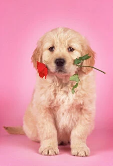 DOG - golden retriever puppy with rose in mouth