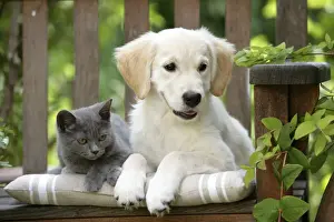 Dog - Golden Retriever puppy sitting on bench with grey kitten