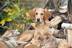 Piles Prints: DOG - Golden retriever puppy sitting on a pile of logs (13 weeks)