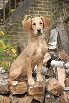 Images Dated 19th October 2011: DOG - Golden retriever puppy sitting on a pile of logs (13 weeks)