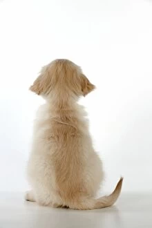 Images Dated 10th March 2011: Dog - Golden Retriever - puppy sitting down - rear view