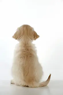 Back View Prints: Dog - Golden Retriever - puppy sitting down - rear view