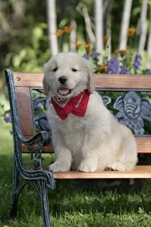 Dog - Golden Retriever puppy sitting on wooden
