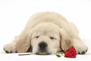 Dog - Golden Retriever puppy - sleeping with a red rose in its mouth Date: 16-04-2014