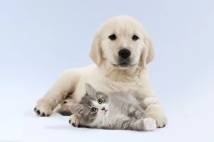 Images Dated 16th April 2010: Dog - Golden Retriever puppy in studio with kitten
