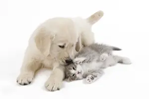 Dog - Golden retriever puppy in studio with kitten