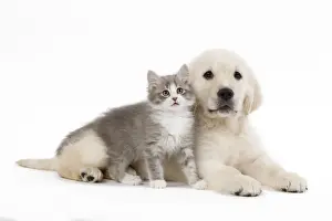 Dog - Golden retriever puppy in studio with kitten