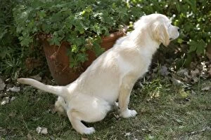Dog - Golden Retriever puppy - urinating