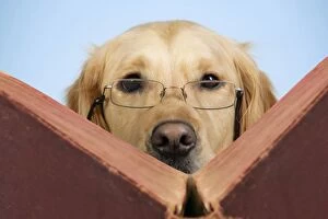 Dog - Golden Retriever reading book wearing glasses