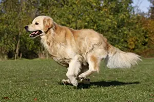 Dog - Golden Retriever running