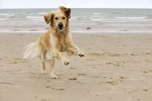 DOG. Golden retriever running along beach