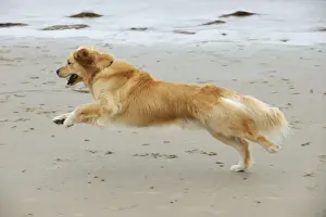 DOG. Golden retriever running along beach