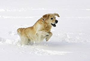 Images Dated 7th March 2006: Dog - Golden Retriever - running through deep snow