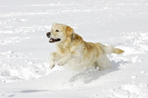 Images Dated 7th March 2006: Dog - Golden Retriever - running through deep snow