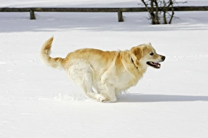 Images Dated 7th March 2006: Dog - Golden Retriever - running through deep snow
