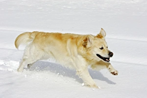 Images Dated 7th March 2006: Dog - Golden Retriever - running through deep snow