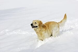 Images Dated 7th March 2006: Dog - Golden Retriever - running through deep snow