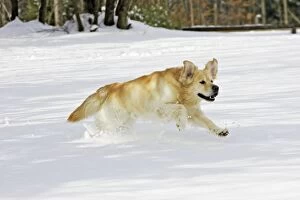 Images Dated 7th March 2006: Dog - Golden Retriever - running through deep snow