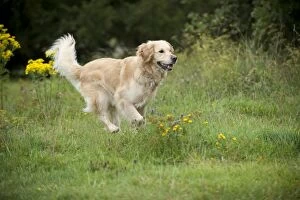 Images Dated 8th September 2011: DOG - Golden retriever running through field