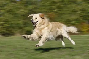 Blurred Prints: Dog - Golden Retriever running outside