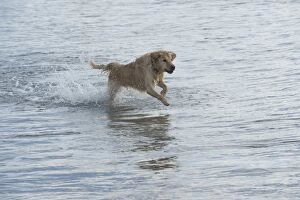 Images Dated 18th February 2016: Dog Golden Retriever running in the sea