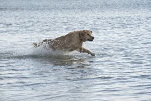 Images Dated 18th February 2016: Dog Golden Retriever running in the sea
