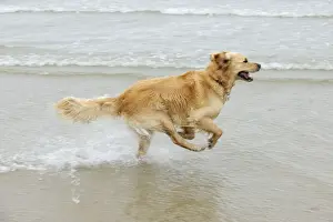 DOG. Golden retriever running in surf