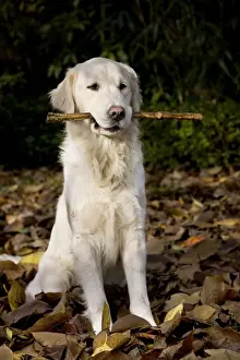 Sticks Prints: Dog - Golden Retriever sitting down in autumn leaves with stick in mouth