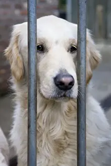 Wait Prints: Dog - Golden Retriever sitting down behind bars