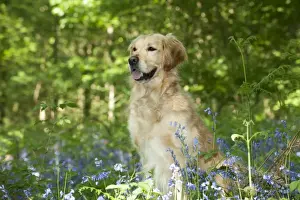 DOG - Golden retriever sitting in bluebells