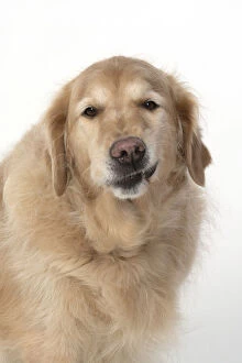 Images Dated 15th April 2020: DOG. Golden Retriever, sitting head & shoulders
